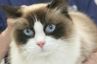 blue eye cat