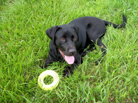 dog with toy